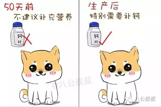 狗狗为什么要用爪子挖地，狗狗要当妈妈啦，你准备好了吗