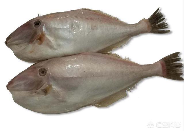 剥皮牛是什么?怎么吃? - 悠悠我心5638的回答 - 头条问答