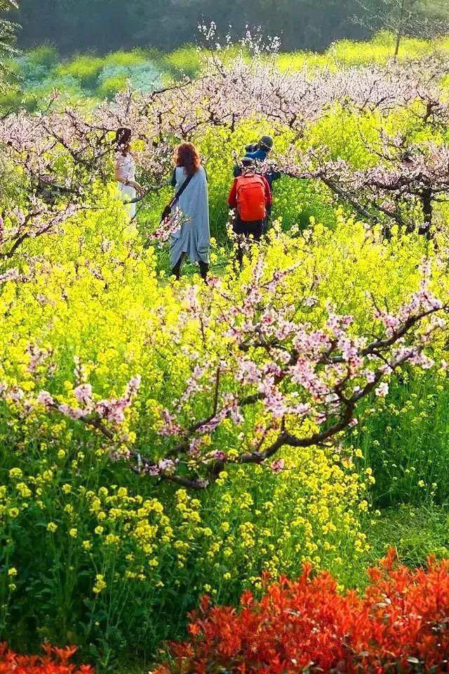 春回大地风光好图片