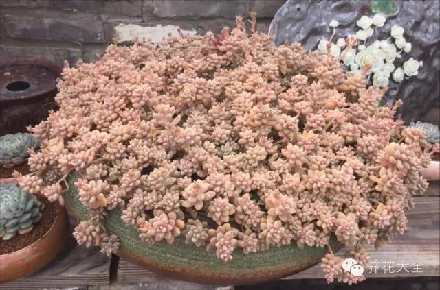 美美哒什么意思，美哒哒是什么意思（35个名词解释）