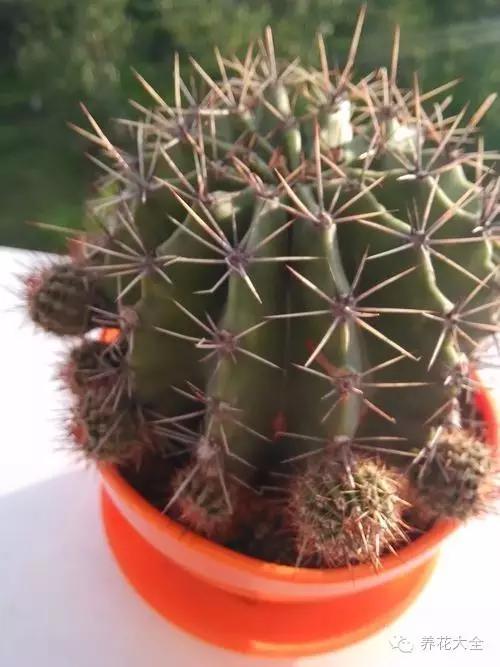 美美哒什么意思，美哒哒是什么意思（35个名词解释）