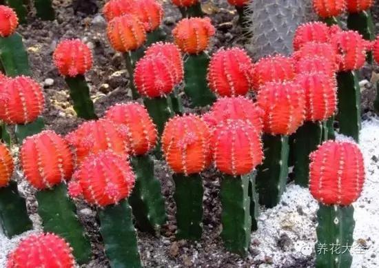 美美哒什么意思，美哒哒是什么意思（35个名词解释）