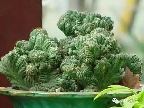 美美哒什么意思，美哒哒是什么意思（35个名词解释）