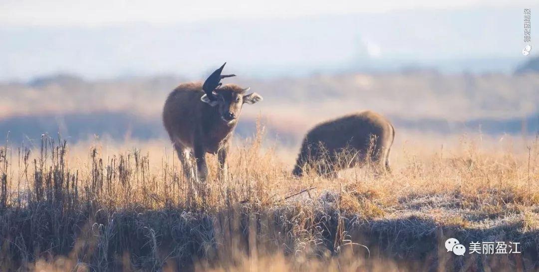 无言歌 风樱雪，求重生父子耽美小说（4月17日“山歌高手”将聚盈江昔马）