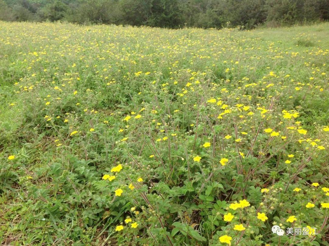 无言歌 风樱雪，求重生父子耽美小说（4月17日“山歌高手”将聚盈江昔马）
