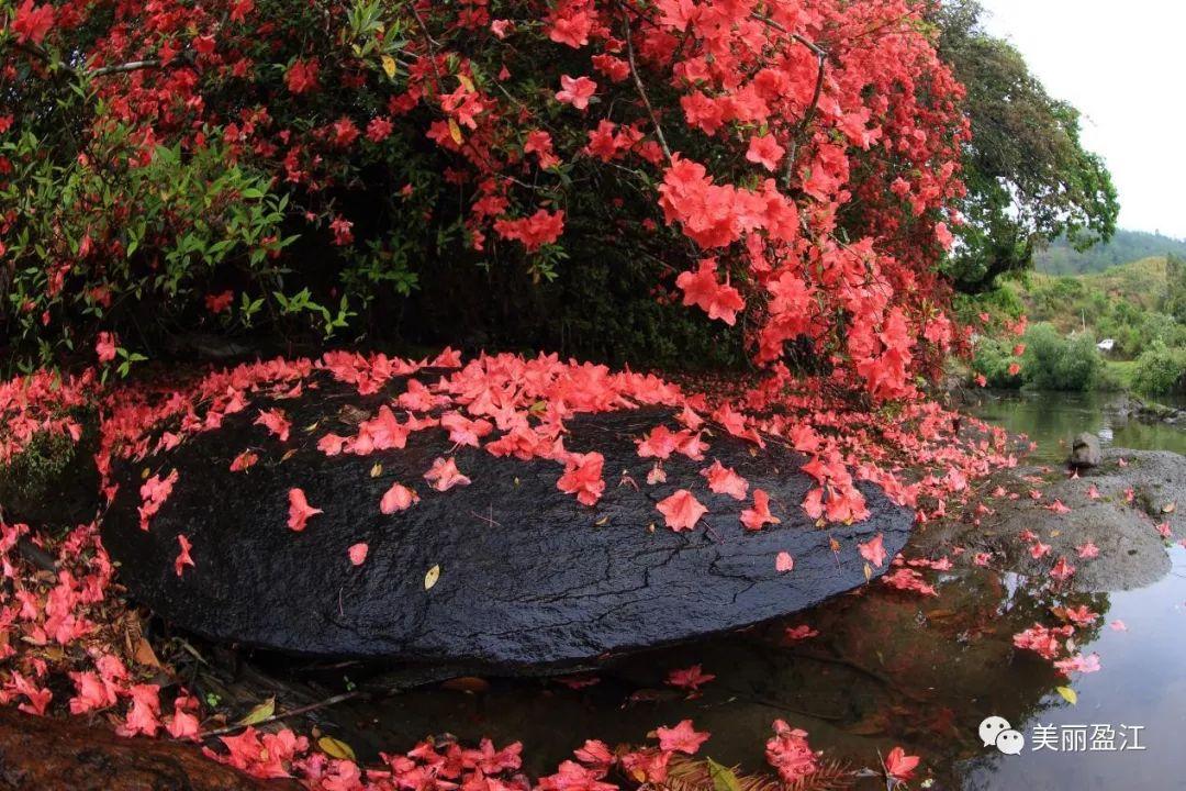 无言歌 风樱雪，求重生父子耽美小说（4月17日“山歌高手”将聚盈江昔马）