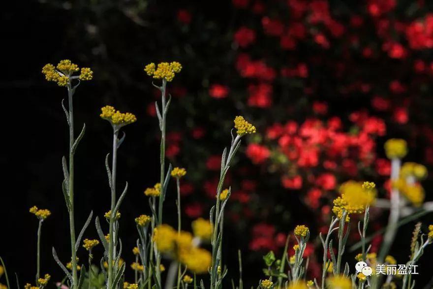 无言歌 风樱雪，求重生父子耽美小说（4月17日“山歌高手”将聚盈江昔马）