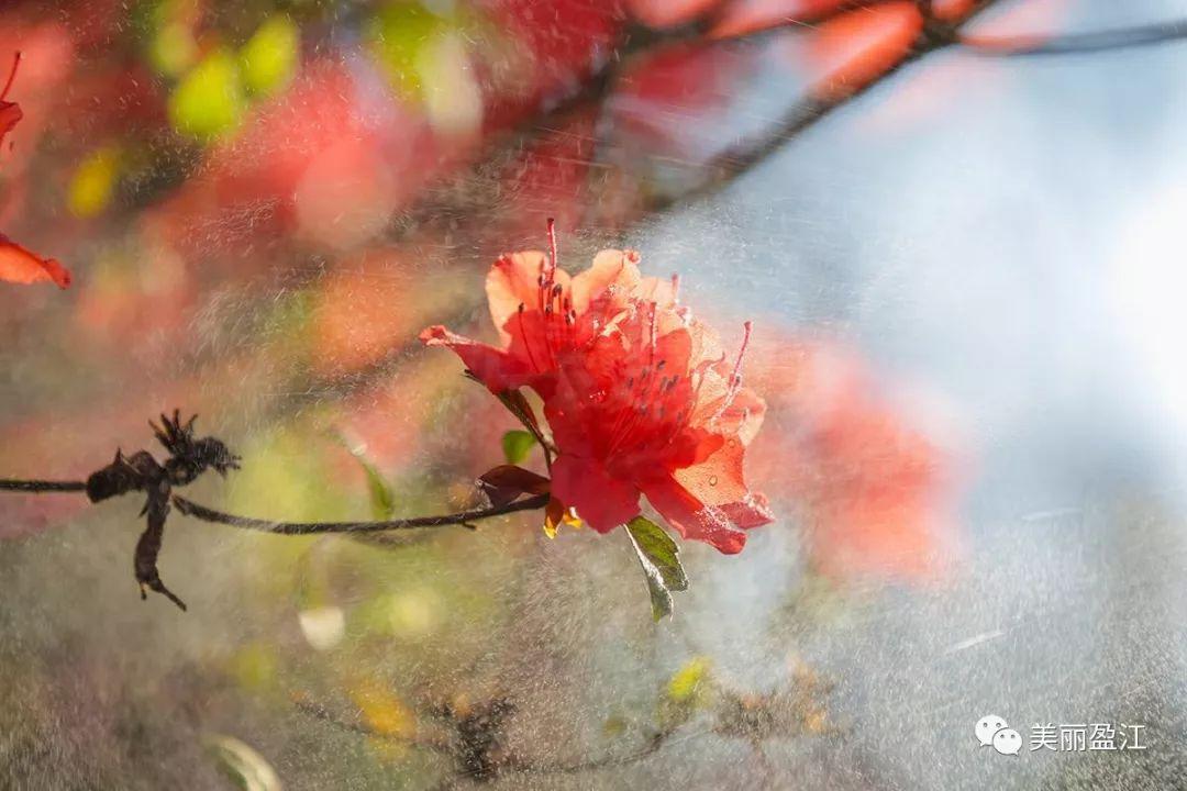 无言歌 风樱雪，求重生父子耽美小说（4月17日“山歌高手”将聚盈江昔马）