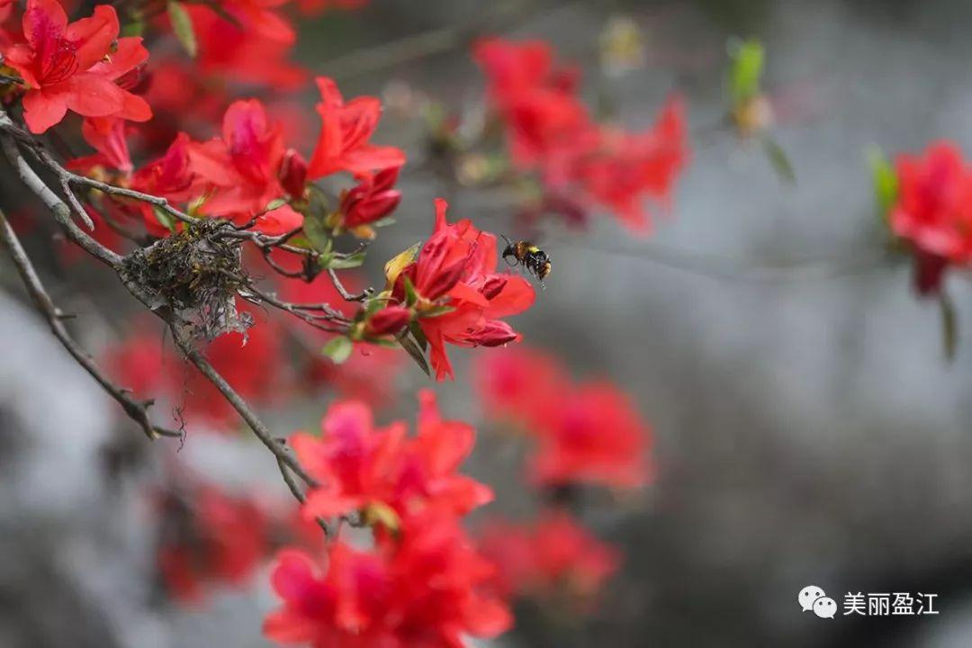 无言歌 风樱雪，求重生父子耽美小说（4月17日“山歌高手”将聚盈江昔马）