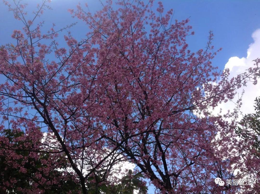 无言歌 风樱雪，求重生父子耽美小说（4月17日“山歌高手”将聚盈江昔马）