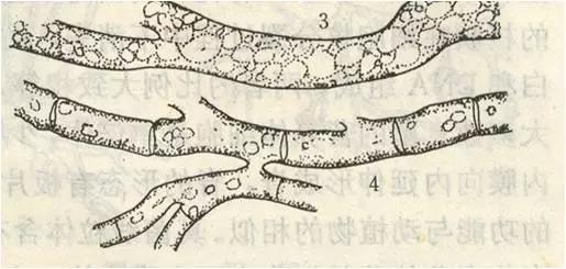 爱苗苯甲丙环唑有什么作用，爱苗苯甲怎么样（没有比这个分析更清楚的了）