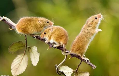 系是什么意思，系词是什么意思（30个南昌话之最，外地人傻眼）