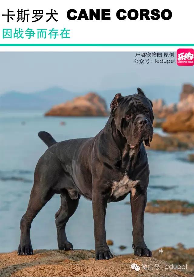 卡斯罗裁耳多少钱 卡斯罗犬怎么看纯不纯种怎么分别