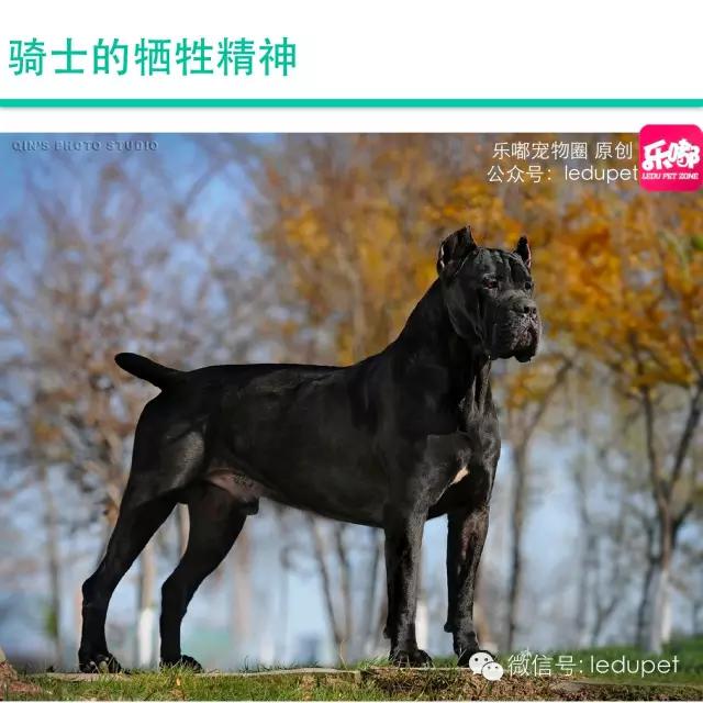 卡斯罗裁耳多少钱 卡斯罗犬怎么看纯不纯种怎么分别