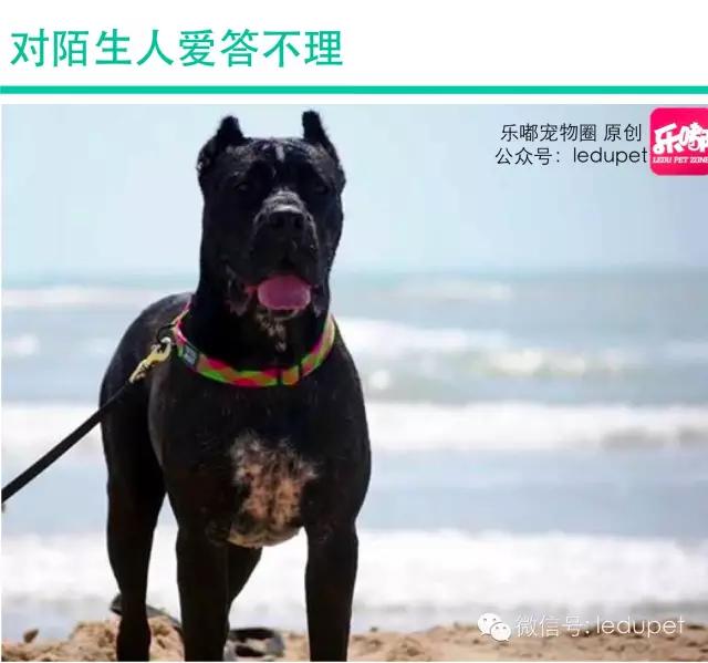 卡斯罗裁耳多少钱 卡斯罗犬怎么看纯不纯种怎么分别