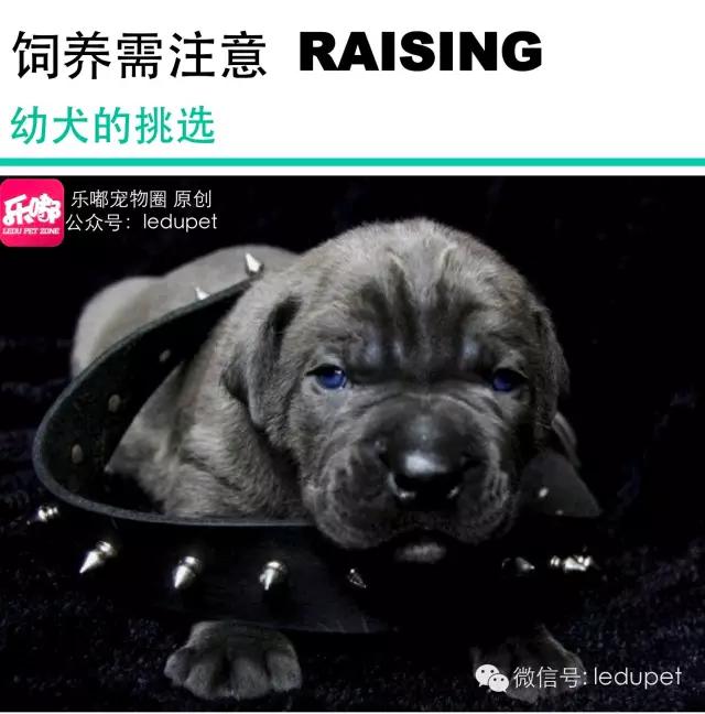 卡斯罗裁耳多少钱 卡斯罗犬怎么看纯不纯种怎么分别