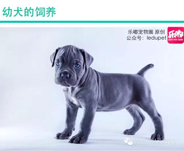 卡斯罗裁耳多少钱 卡斯罗犬怎么看纯不纯种怎么分别