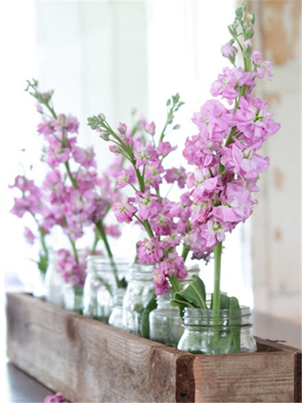 紫罗兰色是什么颜色的图片，紫罗兰颜色（每日一花：花语永恒的美与爱）