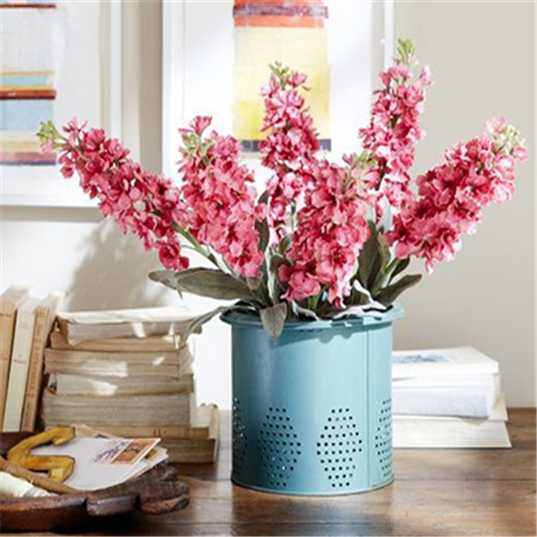 紫罗兰色是什么颜色的图片，紫罗兰颜色（每日一花：花语永恒的美与爱）