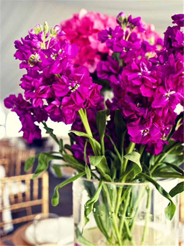 紫罗兰色是什么颜色的图片，紫罗兰颜色（每日一花：花语永恒的美与爱）