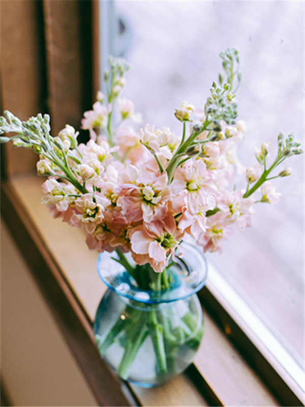 紫罗兰色是什么颜色的图片，紫罗兰颜色（每日一花：花语永恒的美与爱）