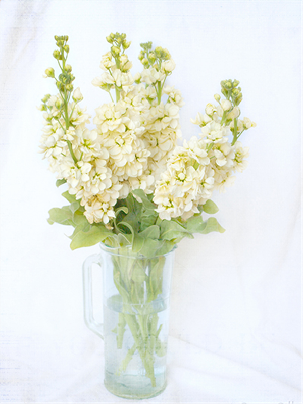 紫罗兰色是什么颜色的图片，紫罗兰颜色（每日一花：花语永恒的美与爱）