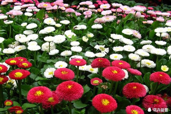 雏菊花语是什么，百合花语是什么（很少人知道雏菊代表暗恋。）