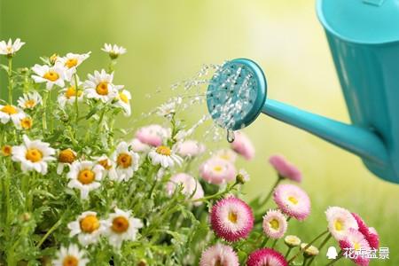 雏菊花语是什么，百合花语是什么（很少人知道雏菊代表暗恋。）