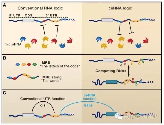 cerna，cerna机制（ceRNA：从机制到功能）