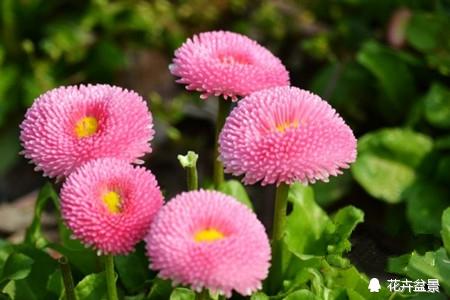 雏菊花语是什么，百合花语是什么（很少人知道雏菊代表暗恋。）