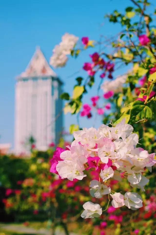 集美大学是一本吗，集美大学是985还是211（中国最美大学丨厦门集美大学）