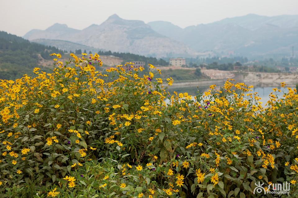 洋姜的最大功效，洋姜作用功效（竟然还有双向调节血糖的神奇功效）