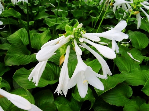 玉簪花花语，白玉簪花的花语（花语恬静、宽和、高雅之玉簪花）