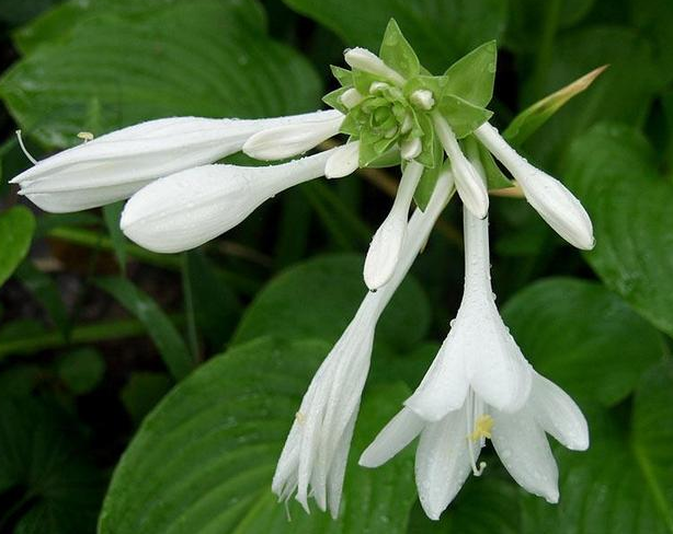 玉簪花花语,白玉簪花的花语(花语恬静,宽和,高雅之玉簪花)