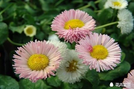 雏菊花语是什么，百合花语是什么（很少人知道雏菊代表暗恋。）