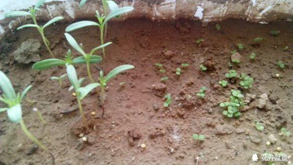 雏菊花语是什么，百合花语是什么（很少人知道雏菊代表暗恋。）