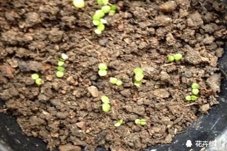 雏菊花语是什么，百合花语是什么（很少人知道雏菊代表暗恋。）