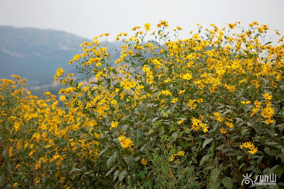 洋姜的最大功效，洋姜作用功效（竟然还有双向调节血糖的神奇功效）