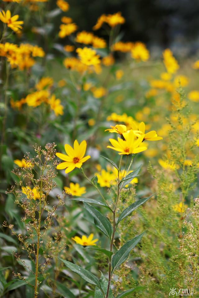 洋姜的最大功效，洋姜作用功效（竟然还有双向调节血糖的神奇功效）