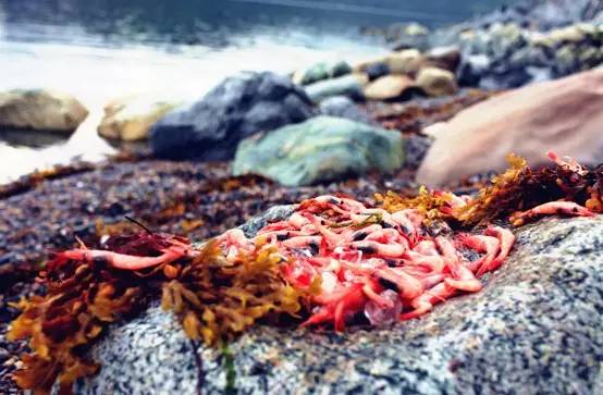 北极虾是生的还是熟的，北极虾的最佳吃法（熟的北极虾，非要再煮一次吗）