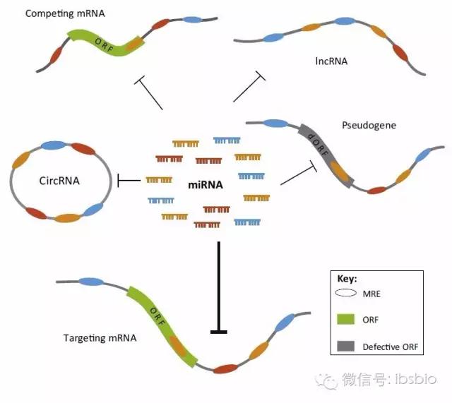 cerna，cerna机制（ceRNA：从机制到功能）