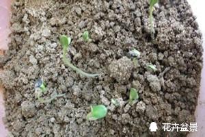 雏菊花语是什么，百合花语是什么（很少人知道雏菊代表暗恋。）