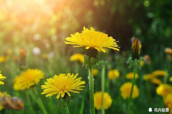 雏菊花语是什么，百合花语是什么（很少人知道雏菊代表暗恋。）