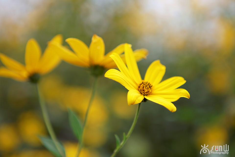 洋姜的最大功效，洋姜作用功效（竟然还有双向调节血糖的神奇功效）