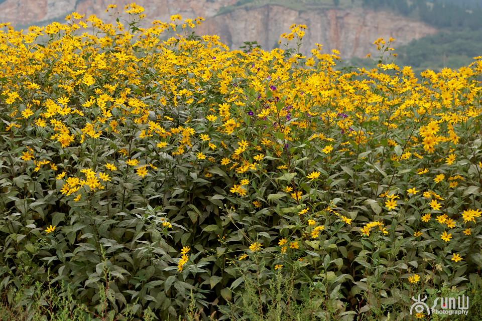 洋姜的最大功效，洋姜作用功效（竟然还有双向调节血糖的神奇功效）
