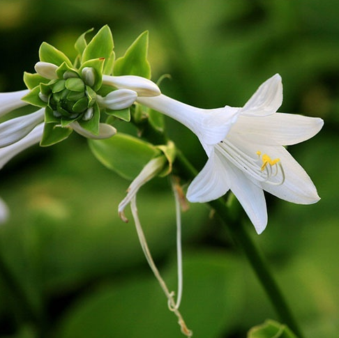 玉簪花花语，白玉簪花的花语（花语恬静、宽和、高雅之玉簪花）