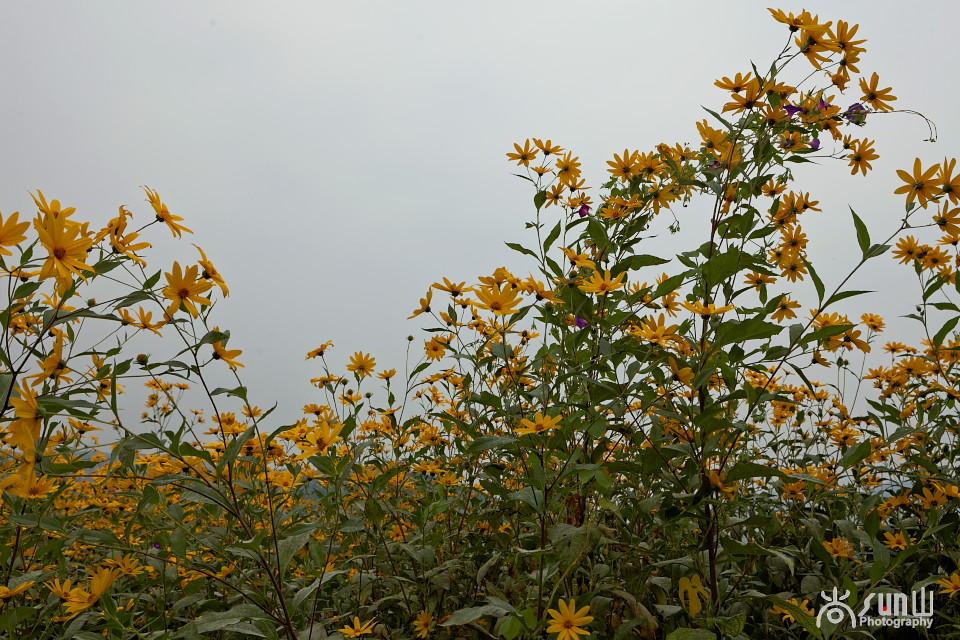 洋姜的最大功效，洋姜作用功效（竟然还有双向调节血糖的神奇功效）