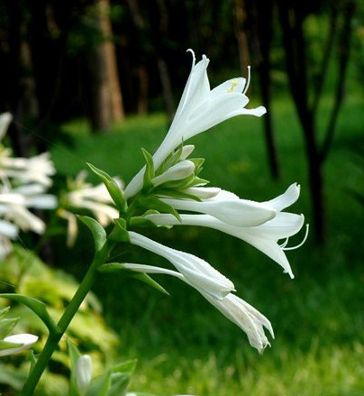 玉簪花花语，白玉簪花的花语（花语恬静、宽和、高雅之玉簪花）