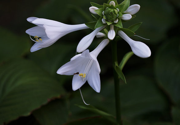 玉簪花花语，白玉簪花的花语（花语恬静、宽和、高雅之玉簪花）