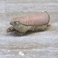斑鼯猴儿童版(臭鼬放屁故事)